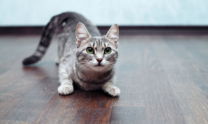 Ways To Protect Your Wood Floors From Pets